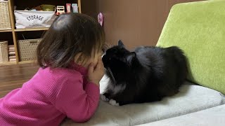 娘を引き連れて歩く猫　ノルウェージャンフォレストキャットA cat walking with daughter. Norwegian Forest Cat.