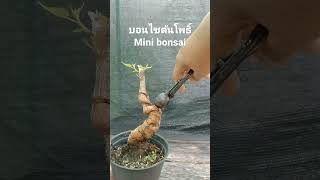 บอนไซต้นโพธิ์ #บอนไซมือใหม่ #bonsai #minibonsai #ไม้ประดับ #บอนไซจิ๋ว