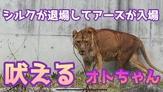 オトちゃん吠える💓【シルクが退場アースが入場】 #のんほいパーク #豊橋動物園 #ライオン #アース #シルク #オト