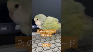 コザクラインコのれもんちゃん#小桃とれもん #インコ #小桃とれもん #parakeet ###癒やし #shorts