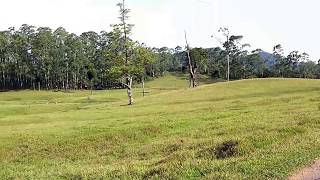 Huge Grass Fields in Manjolai Tea Estate, Tamil Nadu, India - video by Arun Kumar B