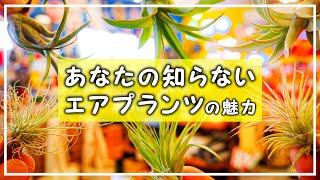 【観葉植物】 ダイソーでも買える！！エアプランツ・チランジアの魅力 No.183 アメリカンザッカウェルカム