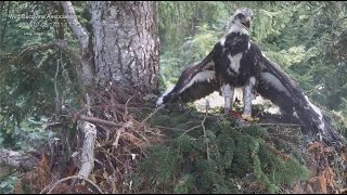 Wild Bucovina Golden Eagles ~ 7 Week Eaglet Wingercising \u0026 Self Feeding On Piece Of Red Meat! 7.5.24