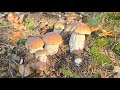 FUNGHI PORCINI 2024 | Porcini giganti! Che bellezza! WOWW