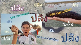 ปลิงทะเล sea cucumber on #mamuttube เกาะสมุย