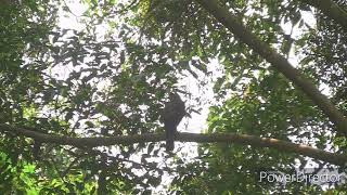 黑枕藍鶲大戰鳳頭蒼鷹