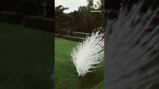 white peacock 🦚#whitepeacock #peacock #peacockdance