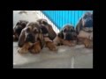 Funny Dogs - Funny Dogs Compilation (2)