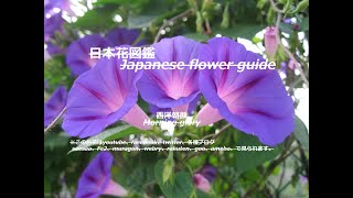 空に舞う？！Dance in the sky? !!   西洋朝顔（せいようあさがお）Morning glory    季節の花　日本花図鑑　Japanese flower guide