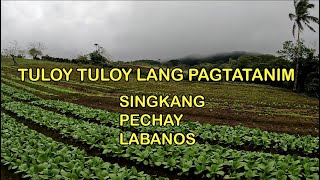 TULOY TULOY LANG ANG PAGTATANIM - SINGKANG, PECHAY AT LABANOS