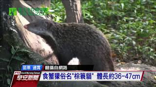 2級保育類食蟹獴 通霄石虎田現蹤—公視早安新聞 Good Morning Taiwan