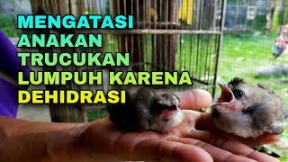 Cara MengatasiAnakan Trucukan yg Lumpuh Akibat Dehidrasi