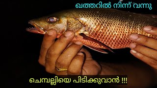 ഖത്തറിൽ നിന്ന് വന്നു ചെമ്പല്ലിയെ പിടിക്കുവാൻ #fishing video #ചെമ്പല്ലി#shortsvideo #shortsviral