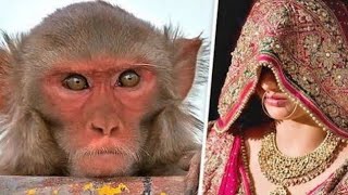 छमिया भाभी का धमाल!!khaliya babhi ka dhamal, दोनों बंदर बंदरिया की शादी, बंदरिया दुल्हन बन गई