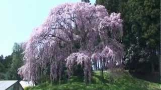 合戦場のしだれ桜..(2012.4.28)