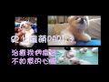 【史上最萌 iii】治癒心靈的可愛動物，趕走憂愁 療癒畫面大集結 part 3