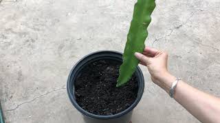 火龙果 - 怎样扦插火龙果苗how to plant dragon fruit cuttings