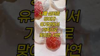 나를 살려준 우리 집 강아지 #감동썰