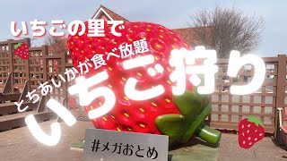 栃木県小山市　イチゴの里　いちご狩り