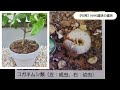 【レモンの害虫管理】2022.5