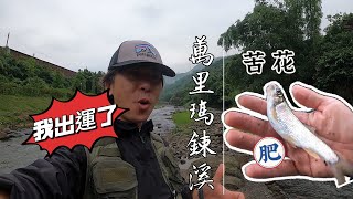 哇！肚子好肥的苦花！萬里瑪鋉溪釣遊分享