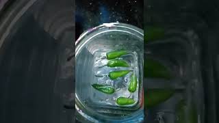 മന്തിയിലെ പോലെ cucumber ഉപ്പിൽ ഇട്ടു നോക്കാം..... #like #minivlog #love #cucumber #food ☺️😋😋😘