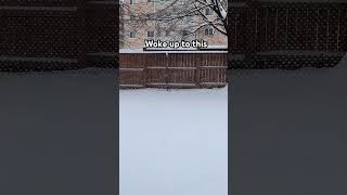 Snow covered backyard #canada  #canadalife