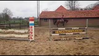 PN-horses: Gigant E by Cardento x Hinault training @home **SOLD USA**