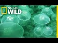 Jellyfish: A Success Story | Nat Geo Wild