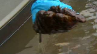 CNN: AC360 tours marshes affected by oil spill
