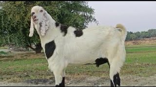 डबल कलर का क्विंटल का बीटल नस्ल का मल्टीकलर मे बकरा | Hajrat Ali's Big Beetal Male Goat