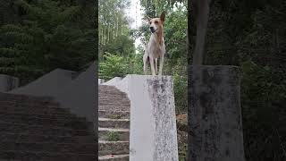 கண்டு புடிச்சிட்டாங்க வா போலாம்.... #funnyinstareels #cutepuppies #doglover