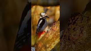 Great spotted woodpecker eats pine cone seeds Flaggspett konglefrø Buntspecht #shorts #p1000