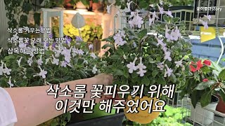 삭소롬키우는방법 /삭소롬꽃 피우고 오래보는 방법 / 삽목하는 방법 /실내에서 키우기 쉬운꽃