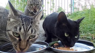 空腹の猫たちがガツガツ食べた。Hungry cats devoured.　Vol.487