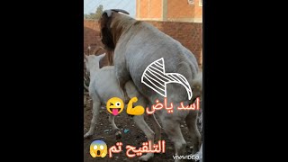 مواصفات وتزاوج الماعز البور وتهجينه😱😱