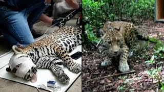 Jaguar Released Back Into Wild After Being Hit by Car