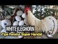 AYAM PETELUR  WHITE LEGHORN & BLACK AUSTRALORP // Kampung  Petelur Super Handal 🔴