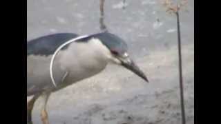 Garza bruja (Nycticorax nycticorax)