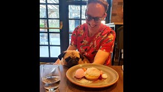 Lemon meringue pug #Mochi #Pug #dog #lemon meringue