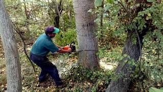 Kavak ağacı kesimi