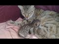 mom cat finally feeding milk to her newborn baby kitten who lost all his siblings