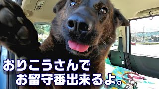 車内でのお留守番！いつもご苦労様です。-　甲斐犬いち