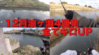 12月の油ヶ淵で4連発見せます！！