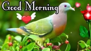 Good Morning status  , 🌹Good Morning shayari , 🌹Good Morning video ,🌹 Good Morning