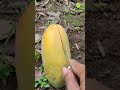 beautiful fresh papaya satisfying agriculture farmtools shortsvideo