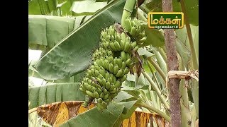 மலரும்பூமி|01 05 2019|நெய்பூவன் எனப்படும் ஏலக்கி வாழை பயிரில் நுண்ணுயிர்சத்து மேலாண்மை குறித்து