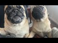 Jordan and Kimbo The Pugs