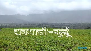 रानभाजी कुर्डू । पावसाळ्यातील आरोग्यवर्धक रानभाजी । महीलांसाठी स्वेतप्रदरवर गुणकारी । गावाकडची चव