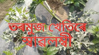 তৰমুজ খেতি কৰি স্বাৱলম্বী হব পাৰি ।ভিড়িঅ তো শেষলৈ চাওঁক।